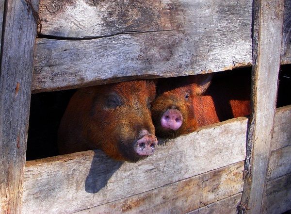 Schweinebürste gesucht? KrazzMaxx hat sie!